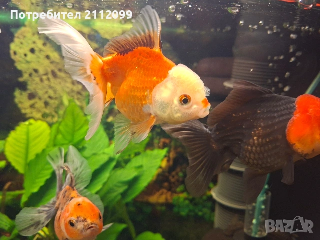 Оранди 10-12см, снимка 3 - Рибки - 53610046
