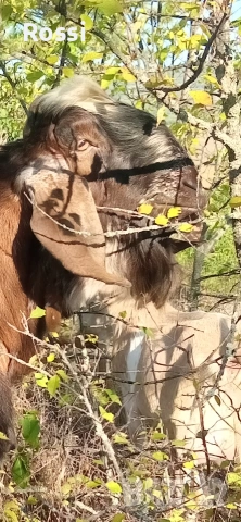 Англо-нубийски пръчлета за разплод, снимка 2 - Кози - 53256998