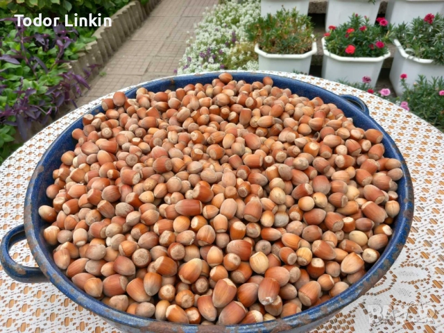  Пресни лешници реколто 2025 година, снимка 1