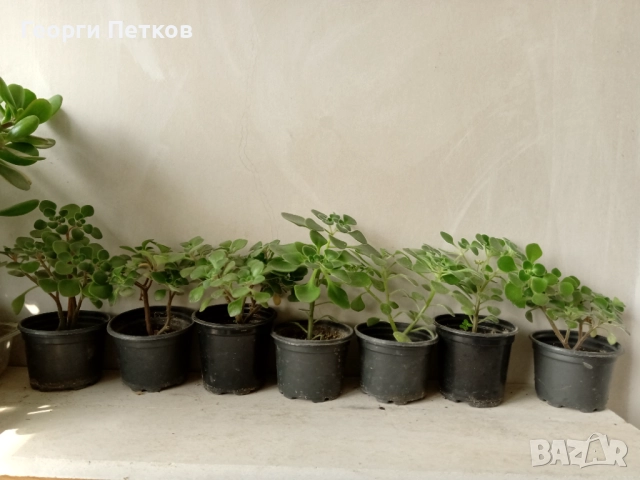 Дърво на Парите(Айхризон) - 15-20 см., снимка 2 - Стайни растения - 51983869