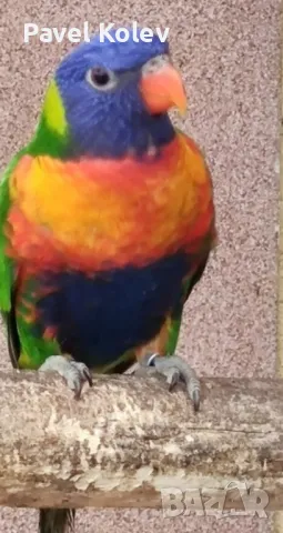папагали на добри цени , снимка 3 - Папагали - 49417849