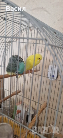 Изложбени вълнисти, снимка 3 - Папагали - 51645259