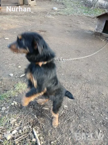 Ягдтериер, снимка 5 - Ягдтериер - 49378838