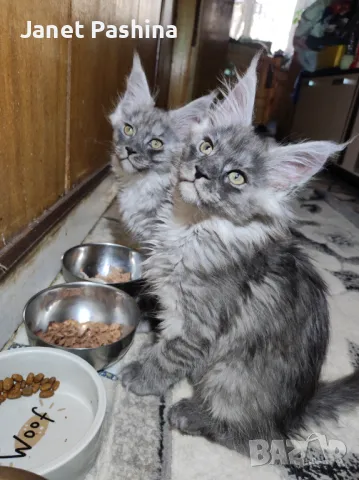 Чистокръвни Мейн Куун котенца , снимка 5 - Мейн кун - 48431594