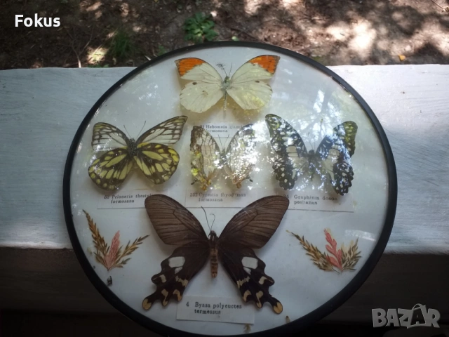 ПАНО С ПЕПЕРУДИ ПЕПЕРУДА, снимка 2 - Антикварни и старинни предмети - 53519625