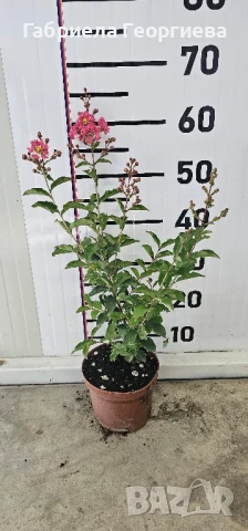 Индийски люляк , снимка 4 - Разсади - 51138613