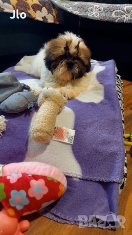 Прекрастно Шитцу , снимка 4 - Ши Тцу - 52653754