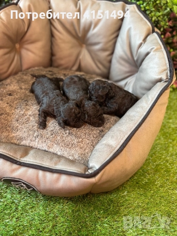 Тийкъп сиви пуделчета, снимка 5 - Пудели - 52964494