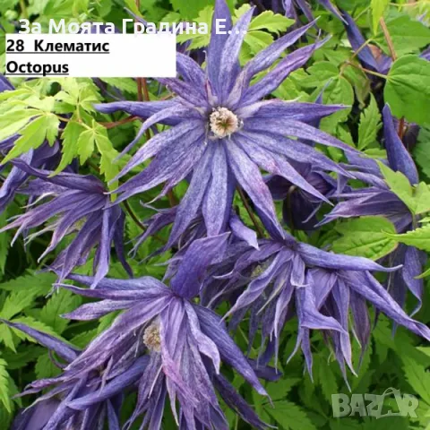 Клематис 2 , снимка 11 - Градински цветя и растения - 49761035