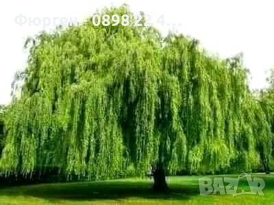 Бреза 100-150см за 11лв , размер 200-220см за 21лв и Налични 3 вида Върби , снимка 10 - Разсади - 38067285