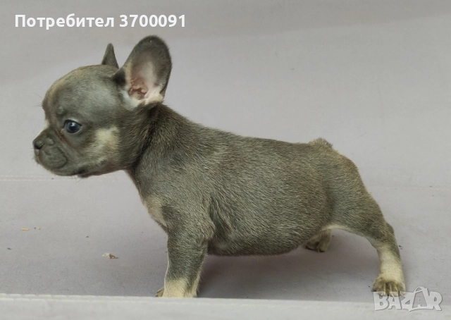 френски булдог лилак тан, снимка 1