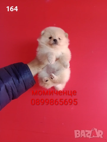 Мъжки и женски Померанчета. Реални снимки от 16.01.26 г. Померани, снимка 15 - Померан - 53125648