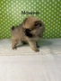 Померан померанче померанчета померани, снимка 8