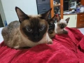 сиамски котета , снимка 1