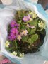 Градинска иглика в 3 цвята и разцветки.От март до Април , снимка 1 - Градински цветя и растения - 32711428