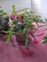  Коледниче - три саксии, снимка 5