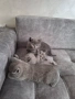 Британски късокосмести котенца , снимка 5