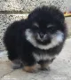 Померан женско, снимка 1