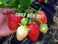 Продавам качествен разсад ягоди , снимка 6