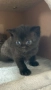 Британски късокосмести котенца, снимка 2