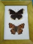 Пеперуди. Препарирани. Рамка. Естествени. Пеперуда , снимка 7