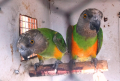 Сенегалски папагали-чифт, снимка 1 - Папагали - 44896911