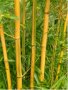 Бамбук Вивакс жълт Phyllostachys vivax 'Aureocaulis' , снимка 2