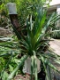 Палма Юка-студоустойчива,дворна-60-70см., снимка 3