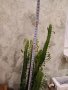 Кактус, снимка 4