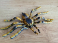 реалистична силиконова тарантула от Холандия, снимка 1 - Колекции - 44922719