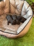 Тийкъп сиви пуделчета, снимка 5