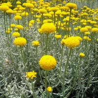 Сантолина Сребриста и Зелена, снимка 3 - Градински цветя и растения - 27370133