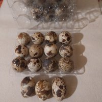 Яйца от Пътъдък, снимка 1 - Домашни продукти - 43209095