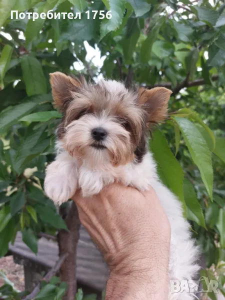 Бивер, уникален сладур., снимка 1