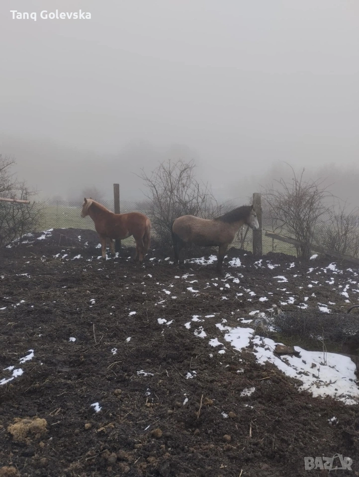 Кобили , снимка 1