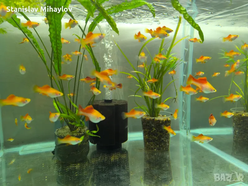 Ананасов хелер , снимка 1