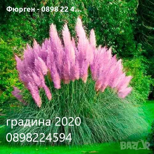Кортадерия- Пампаска трева ПРИ ПОКУПКА НА 3 БРОЯ 1 БРОЙ ПОДАРЪК, снимка 1