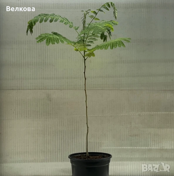 Албиция (Копринено дърво), снимка 1