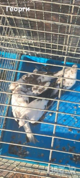 Диамантени гугутки , снимка 1