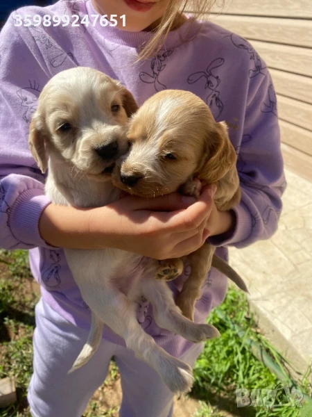 Кокер шпаньолчета , снимка 1