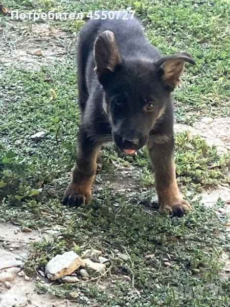 Продавам немска овчарка , снимка 1