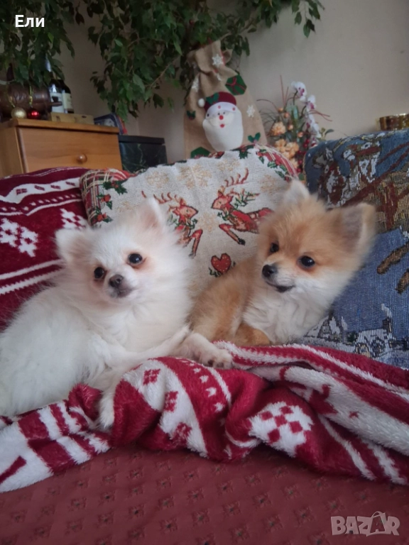 Продавам малки пумеранчета, снимка 1