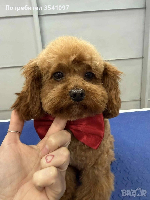 Той Пудел за разплод , снимка 1