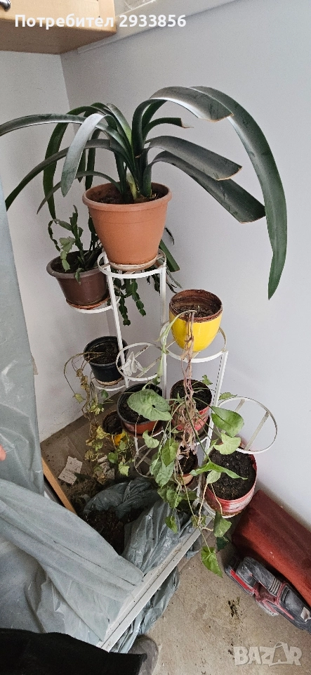Стайни растения / цветя, снимка 1