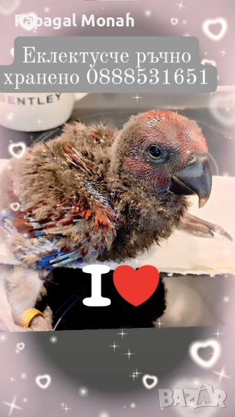 Еклектуси бебета  , снимка 1