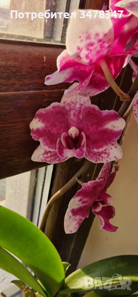 Орхидея Фаленопсис пелорик, снимка 1