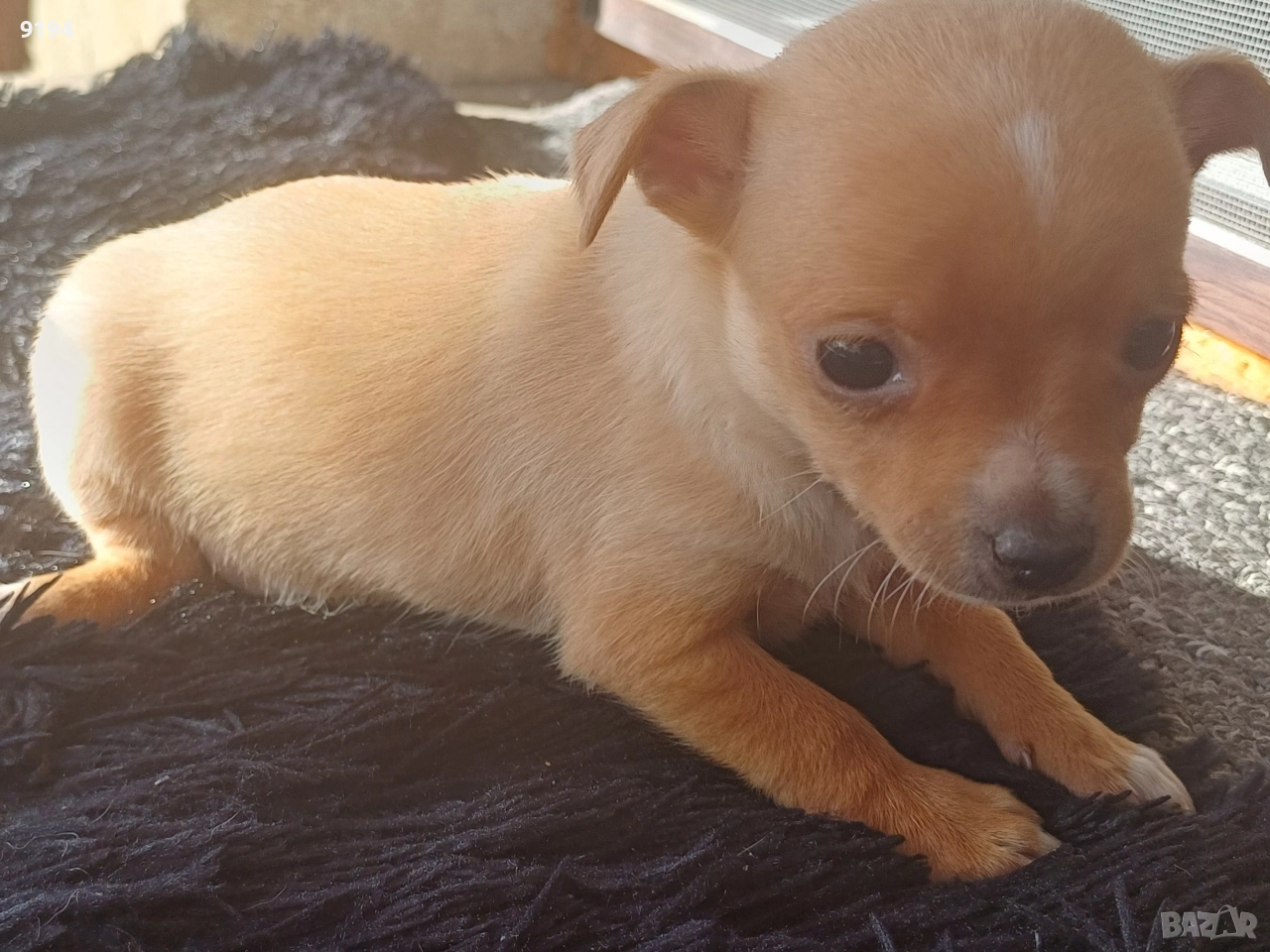 мини пинчер мини пинчер , снимка 1