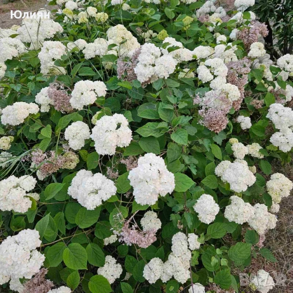 Хортензия ,Бяла , снимка 1