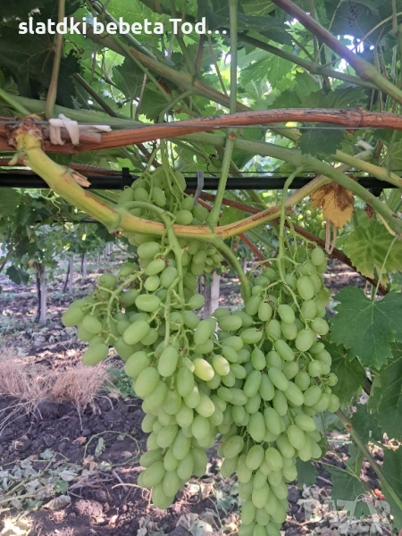 УСЛУГИ ПО ЛОЗАРСТО И ОВОЩАРСТО , снимка 1