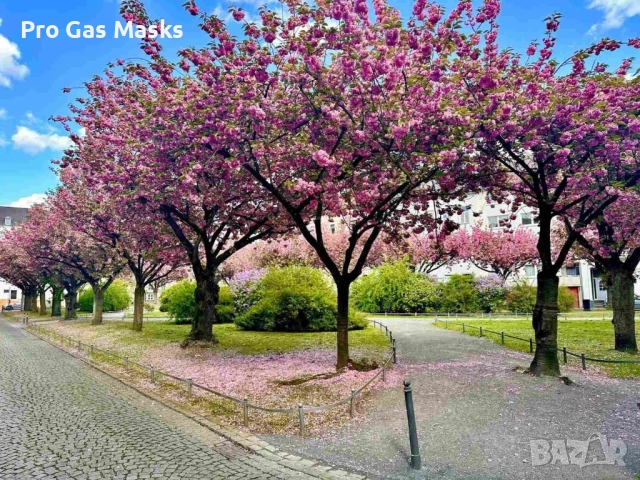 СПЕШНО Сграда 5 апартамента Германия Крефелд 350 кв м само за 350 000 евро. Цената е само до края на, снимка 3 - Други - 51888201